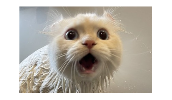お風呂に猛抗議！！からのおやつにデレデレのギャップが凄すぎる猫ちゃんのタイトル画像
