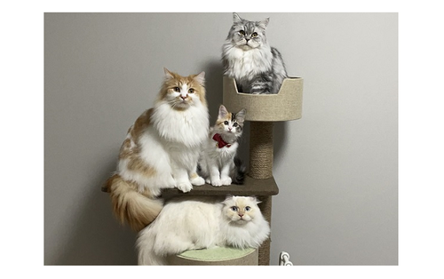 まるで写真館で撮った家族写真！フォトジェニックな猫ちゃんたち、奇跡の１枚のタイトル画像