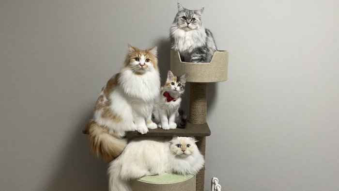 まるで写真館で撮った家族写真！フォトジェニックな猫ちゃんたち、奇跡の１枚の画像1