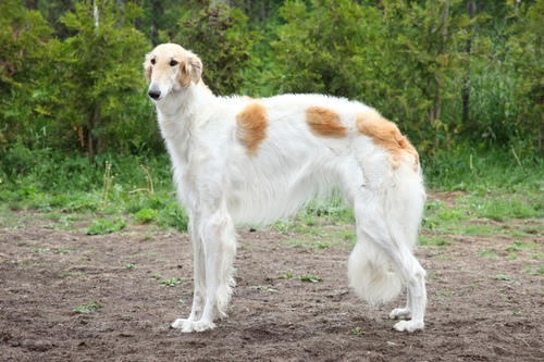 【犬種クイズ】なんだか高貴な佇まい。このワンちゃんの犬種は何？のタイトル画像