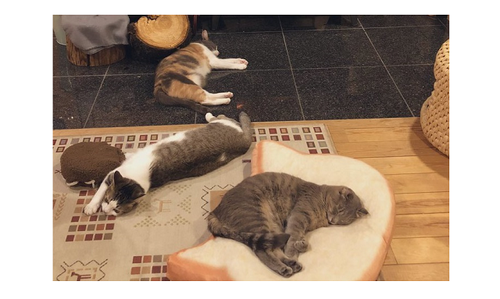 あるもののお陰で猫たちがコロコロ。思わず一緒に寝そべりたくなる理由とは？のタイトル画像