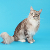 【動物クイズ】ジャガイモみたいな名前の“世界一長い猫”。何という種類でしょう？のタイトル画像
