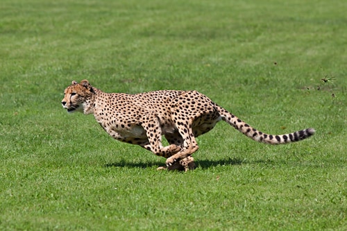 【動物クイズ】ライオン、トラは「ガオー」。ではチーターは何と鳴く？のタイトル画像