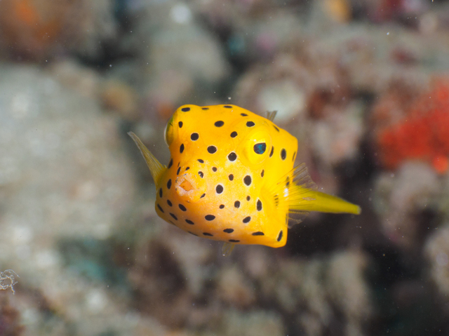 魚好きの少年は、こうして“さかなクン”になった！自由に泳がせるママの子育て術のタイトル画像