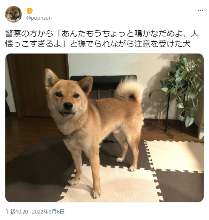 あることから警察官に注意を受けたこちらのワンちゃん。その理由とは？の画像1