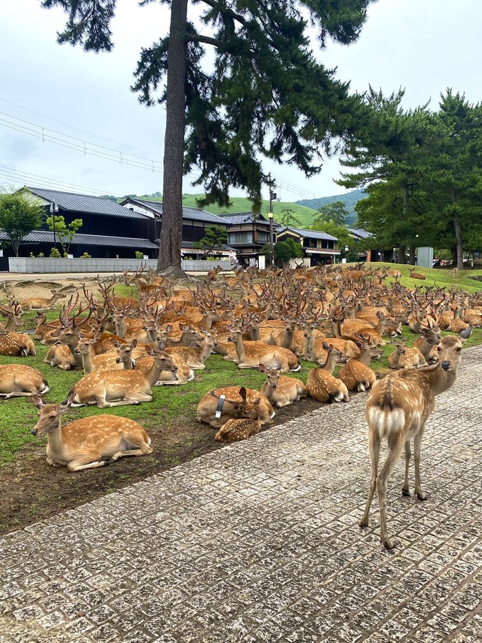 見渡す限りの鹿、鹿、鹿！！奈良の鹿がとんでもないことになっていたの画像3