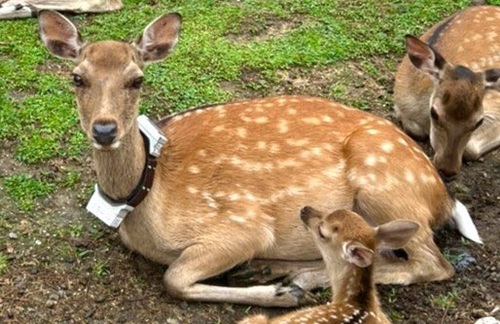 見渡す限りの鹿、鹿、鹿！！奈良の鹿がとんでもないことになっていたのタイトル画像