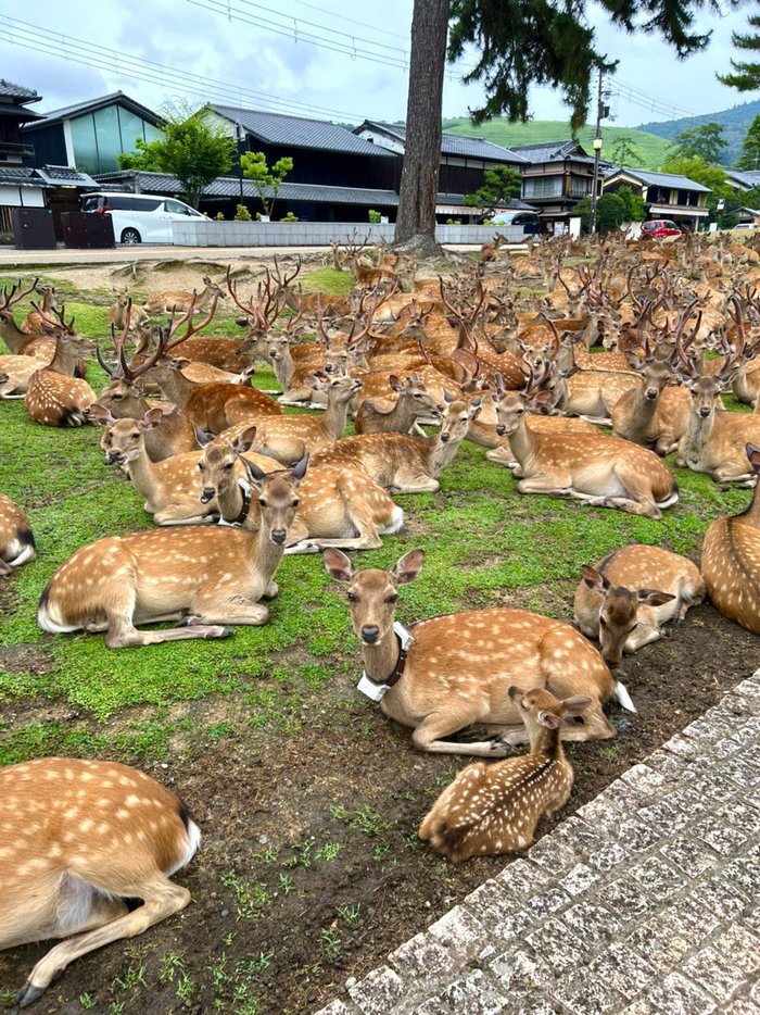 見渡す限りの鹿、鹿、鹿！！奈良の鹿がとんでもないことになっていたの画像2