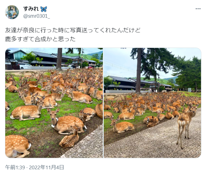 見渡す限りの鹿、鹿、鹿！！奈良の鹿がとんでもないことになっていたの画像1