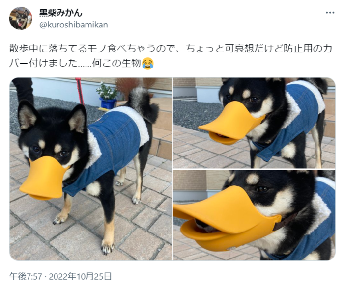 柴犬がアヒルのコスプレ！？でもこれには切実な理由があったんですの画像1