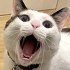 猫ちゃんが大きなお口であ～～ん！！一体、何をしているの！？のタイトル画像