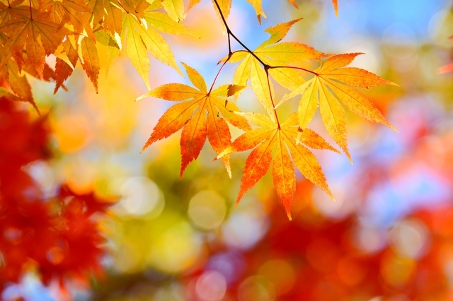 【雑学クイズ】紅葉のきっかけは最低気温◯℃。さて、その温度とは…？のタイトル画像