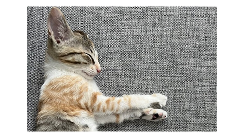 もうそれにしか見えない！！カタカナみたいな形で眠る猫ちゃんのタイトル画像