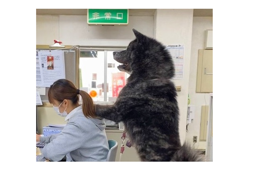 合成ではありません（笑）秋田犬、１年間の成長ぶりに驚かされるのタイトル画像