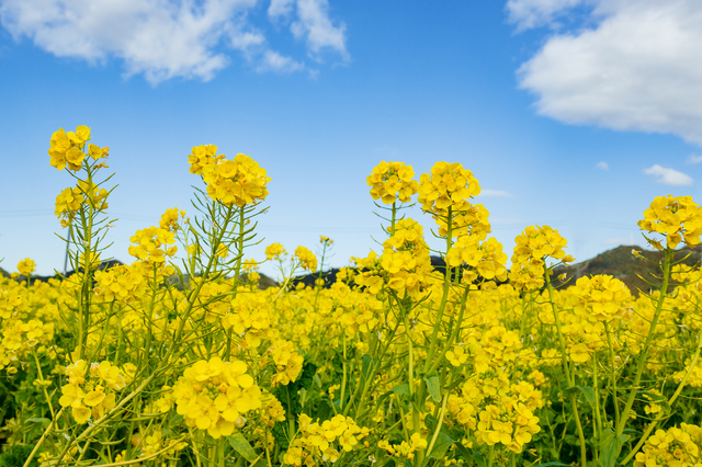 【雑学クイズ】菜の花＝なばな　では無い！その違いとは…？のタイトル画像