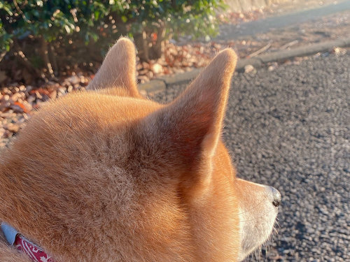 ナイス角度！ 夕陽に黄昏る柴犬のぽっちゃりほっぺに癒される…のタイトル画像