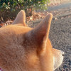 ナイス角度！ 夕陽に黄昏る柴犬のぽっちゃりほっぺに癒される…のタイトル画像