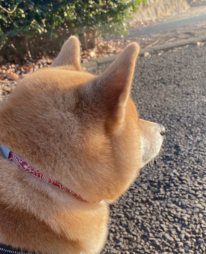 ナイス角度！ 夕陽に黄昏る柴犬のぽっちゃりほっぺに癒される…の画像2