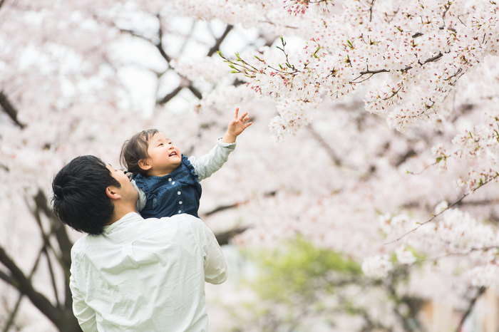 【雑学クイズ】お花見の桜にサクランボはならないの？の画像1