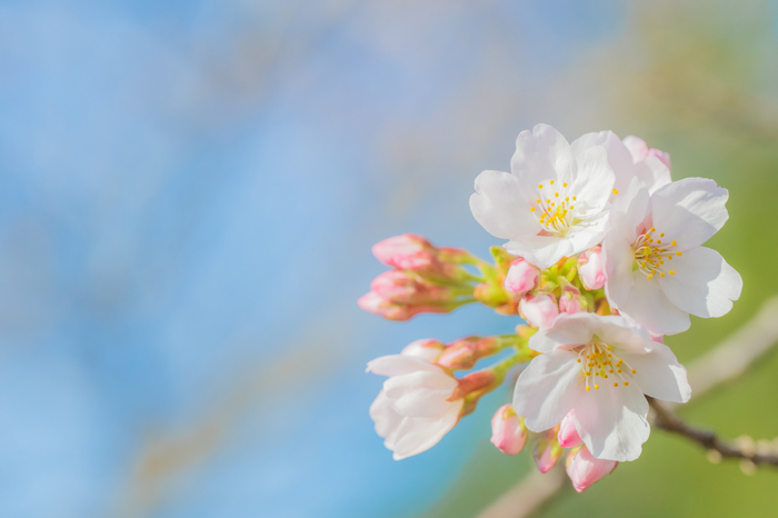 【雑学クイズ】お花見の桜にサクランボはならないの？の画像2