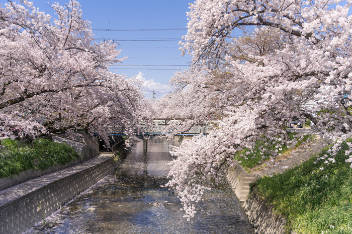 【雑学クイズ】桜が川沿いに多いワケは…？江戸時代の先人の知恵だった！の画像1