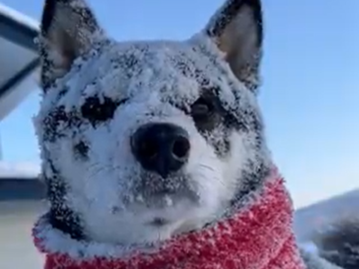 雪の中に顔突っ込んだ黒柴…白柴となる（笑）呆然とした顔が可愛い♪のタイトル画像