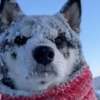 雪の中に顔突っ込んだ黒柴…白柴となる（笑）呆然とした顔が可愛い♪のタイトル画像