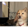 オンライン会議に出たい犬 vs 阻止する人間。静かなる攻防の裏側のタイトル画像