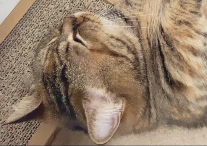 よく眠れるニャン……♡あれを枕に熟睡する猫ちゃんがかわいすぎた！の画像1