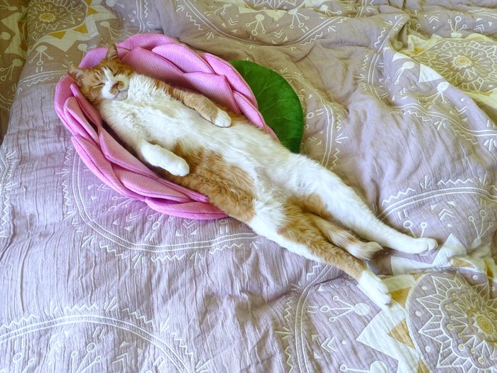猫背とは…気持ちよく眠る“棒状”の猫3連発！こんな伸びることある？笑の画像3