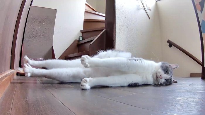 猫背とは…気持ちよく眠る“棒状”の猫3連発！こんな伸びることある？笑の画像2