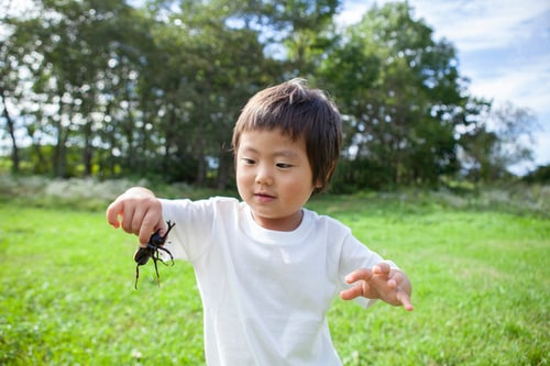 豊作な家庭菜園、カブトムシ29匹、その上メダカも？夏って私以外が生命力に溢れてるのタイトル画像